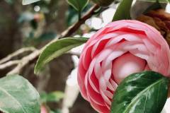 Pink Perfection Camellia