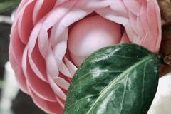 Pink Perfection Camellia