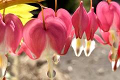 My Bleeding Hearts