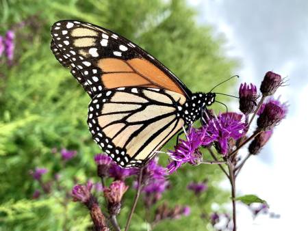 Monarch Butterfly