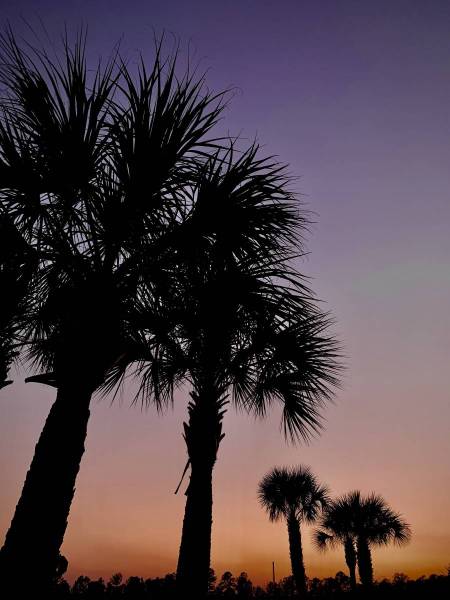 Palmetto Sunset